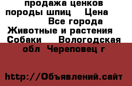 продажа ценков породы шпиц  › Цена ­ 35 000 - Все города Животные и растения » Собаки   . Вологодская обл.,Череповец г.